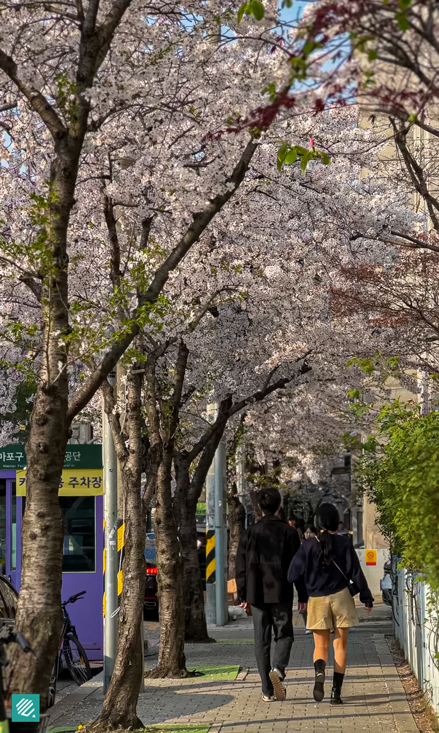 Where to see cherry blossoms in Hapjeong, Seoul