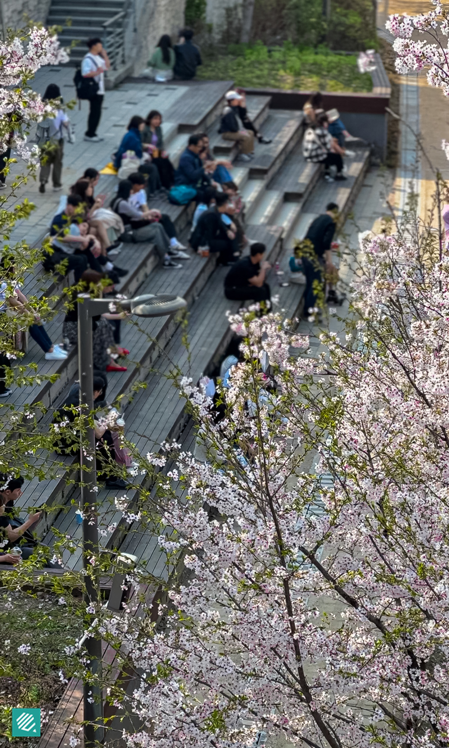 Cherry blossoms in Gyeongui Line Forest Park