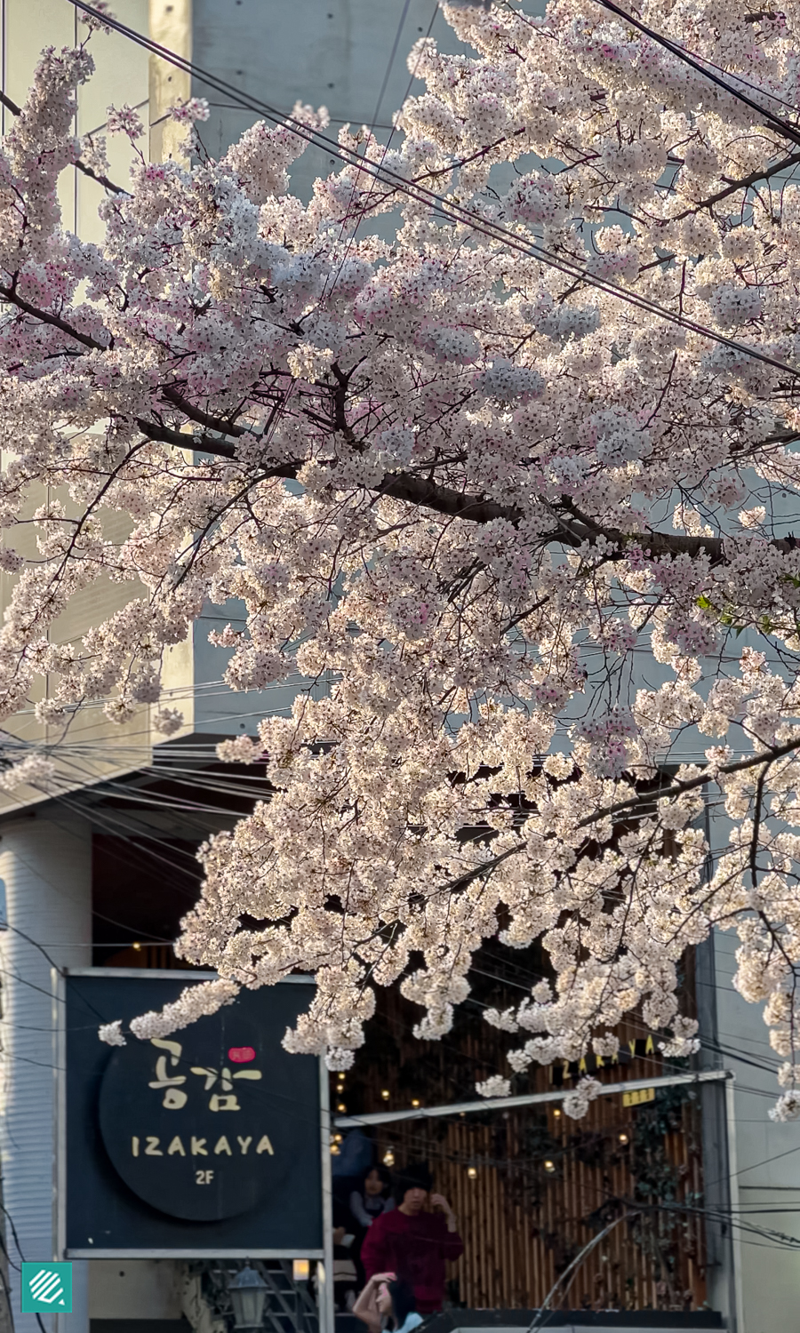 Cherry blossoms in Hapjeong, Seoul