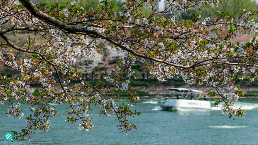 Chery blossoms at Seokcheon Lake Park