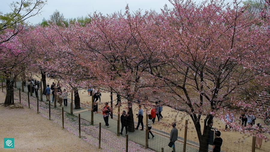 Cherry blossoms in Seoul Forest Park