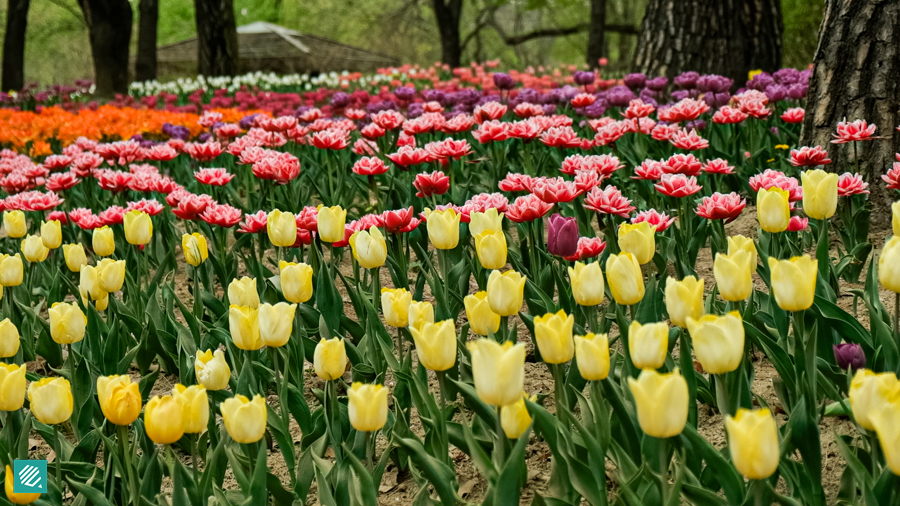 Tulip flowers in Seoul Forest, Seoul