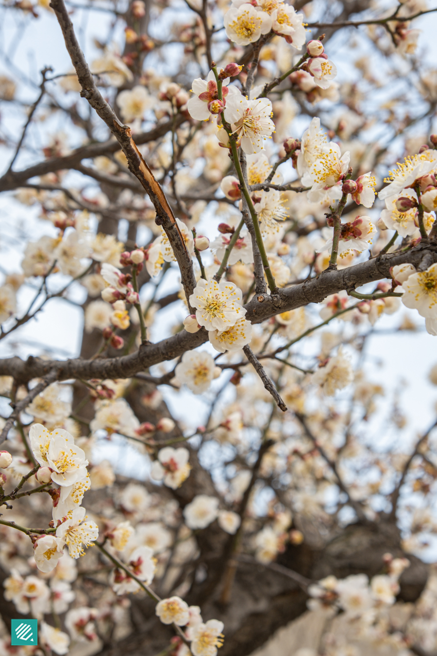 White plum blossom in Seoul, Korea during the spring