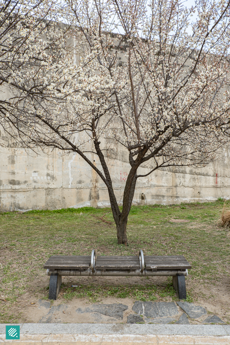 White plum blossom in Seoul, Korea during the spring