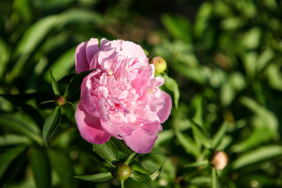 Peony flowers in Korea during spring