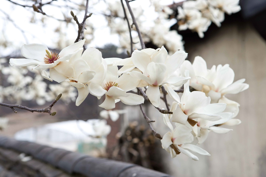 Magnolia bloom in Spring, Korea