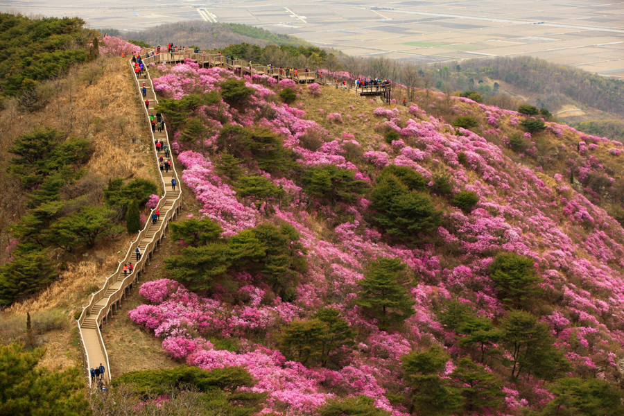 Azalea flowers in Incheon, Korea