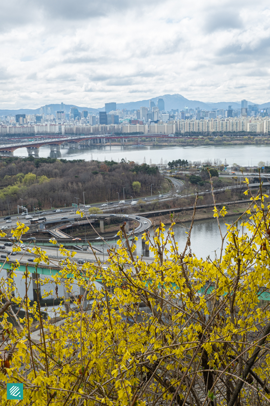 Forsythias in Eungbongsan, Seoul