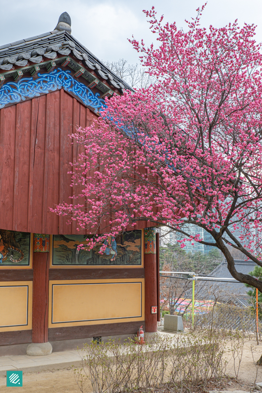 Red Plum Blossom in Seoul