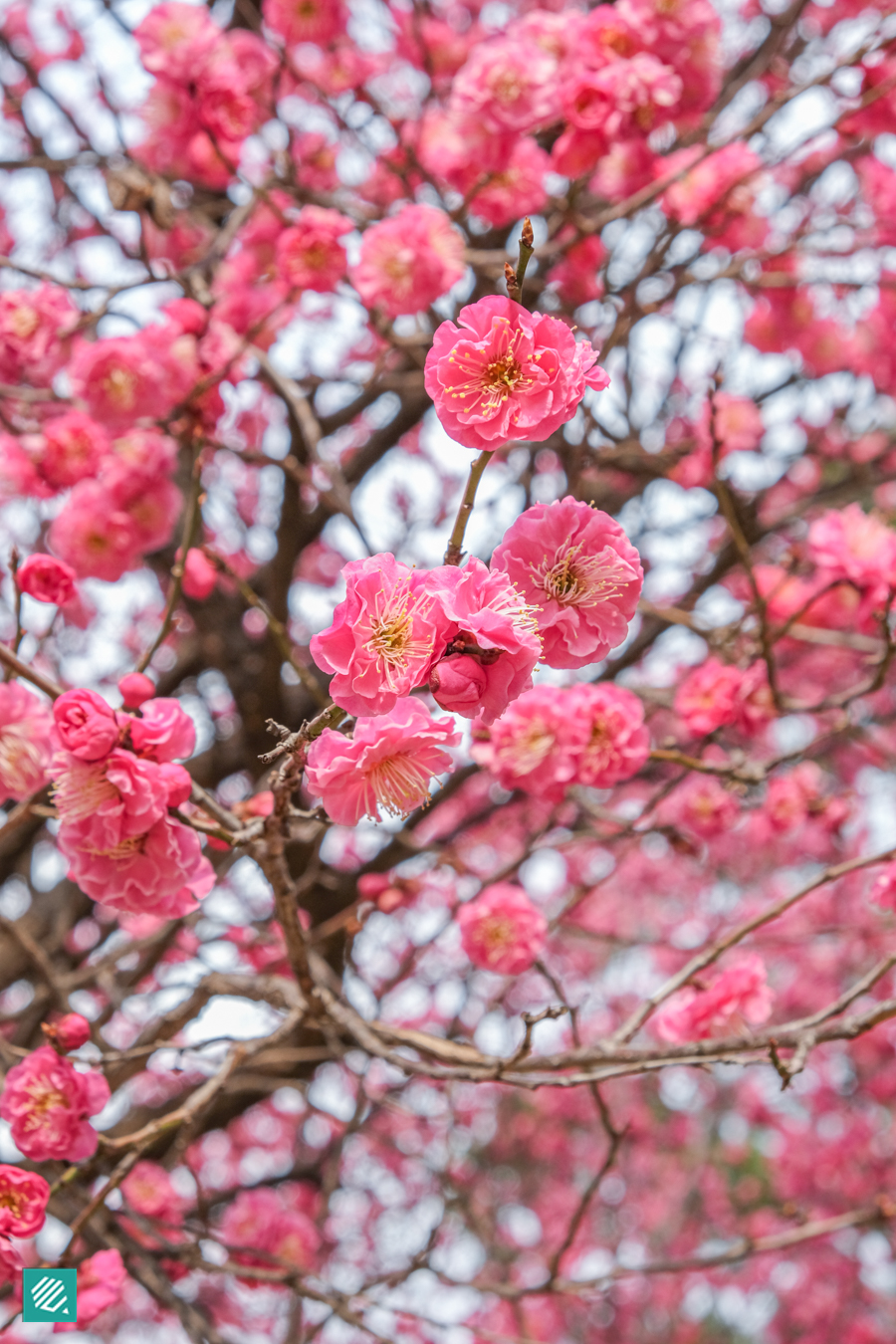 Red Plum Blossom in Seoul