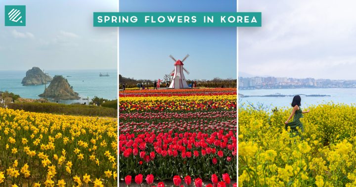 spring flowers-fb cover