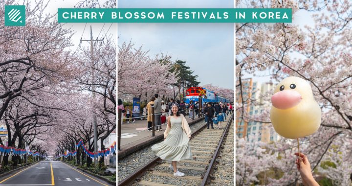 cherry blossom festival-cover