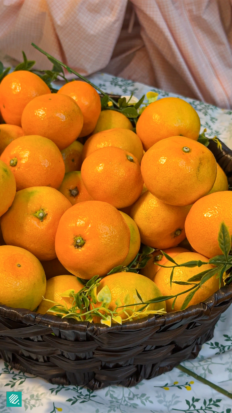 Hallabong mandarin orange from Jeju in Singapore