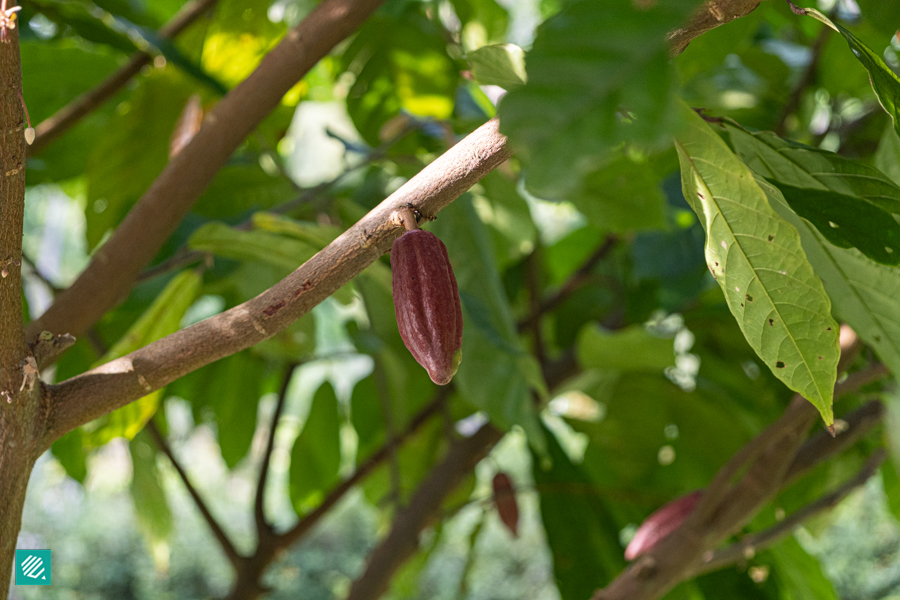 Cocoa Tree in Curly's