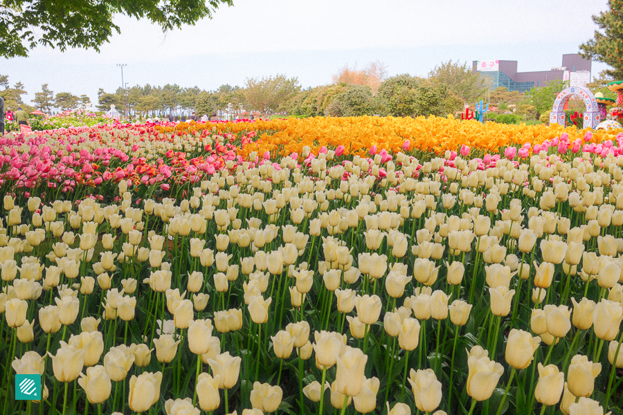 International Horticultural & Healing Expo in Taean_Tulip Field